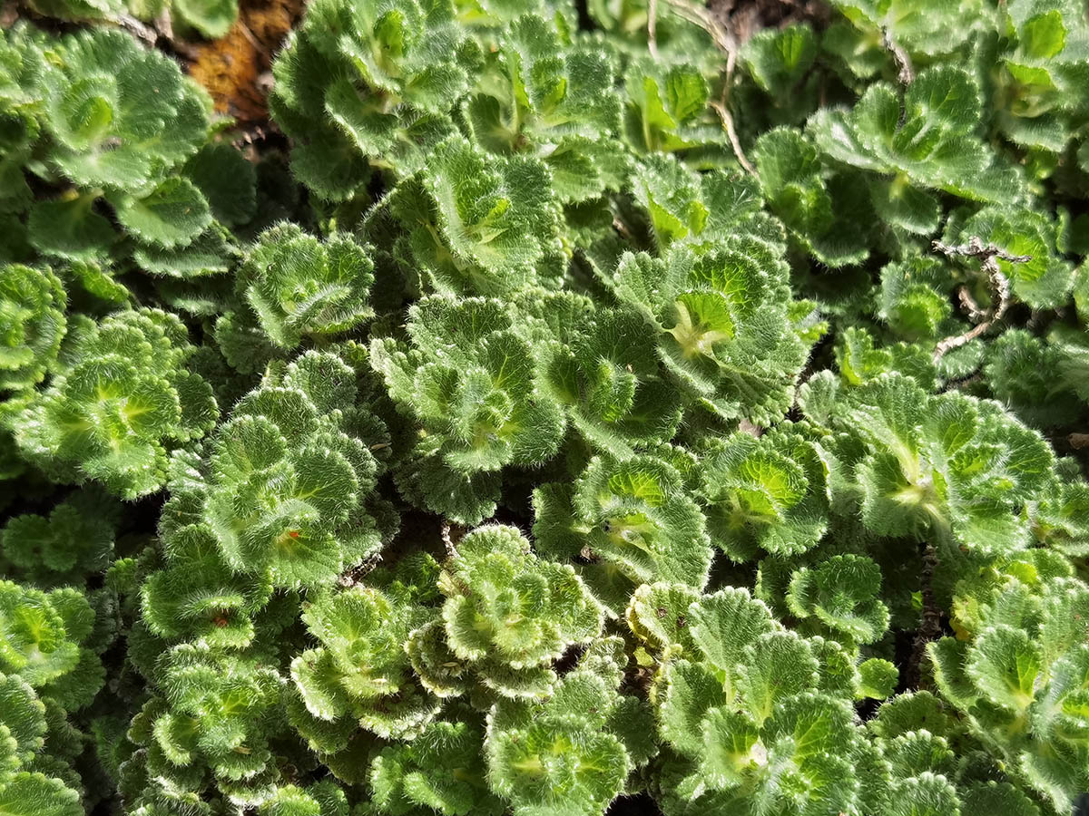 Teucrium pyrenaicum 2